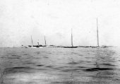 1093-The Lipton fleet - Erin, Shamrock I and Shamrock II. 1901.